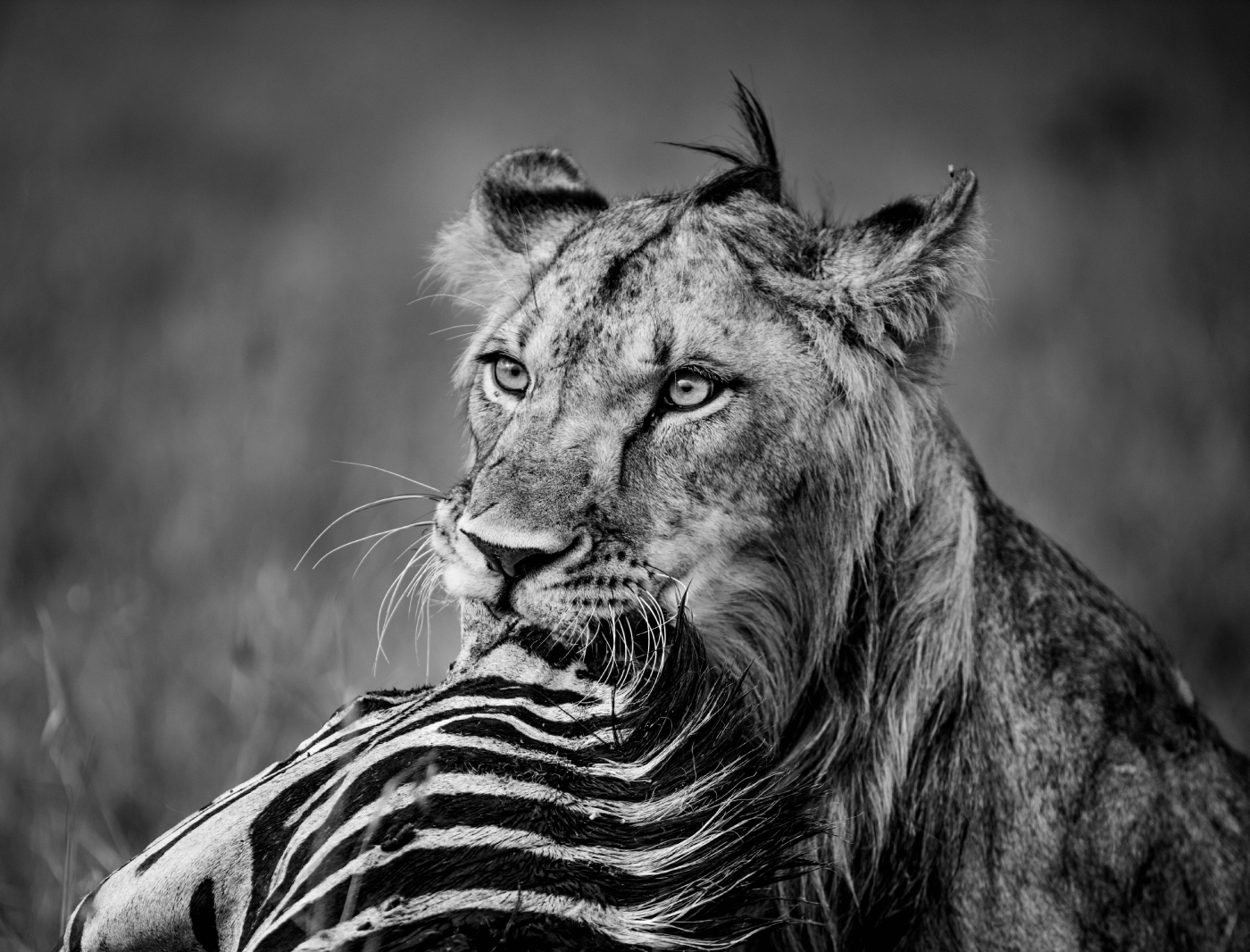 Lion caught Zebra hunt
