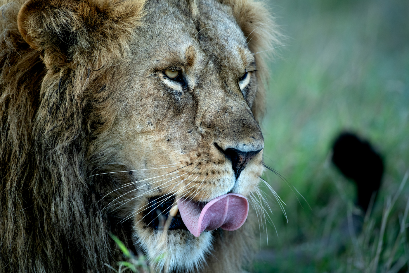 Lion hunt