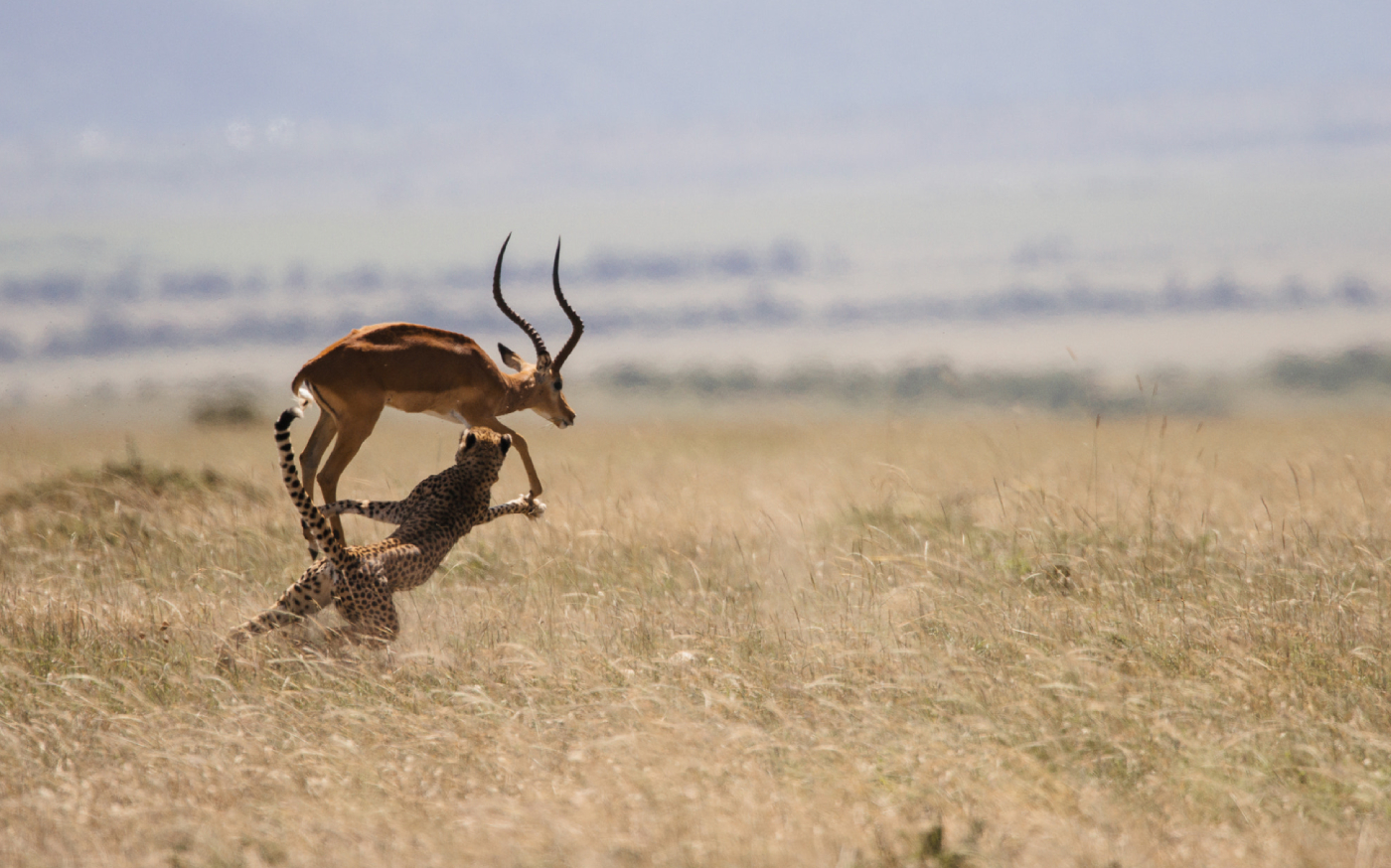 Africa wildlife hunting