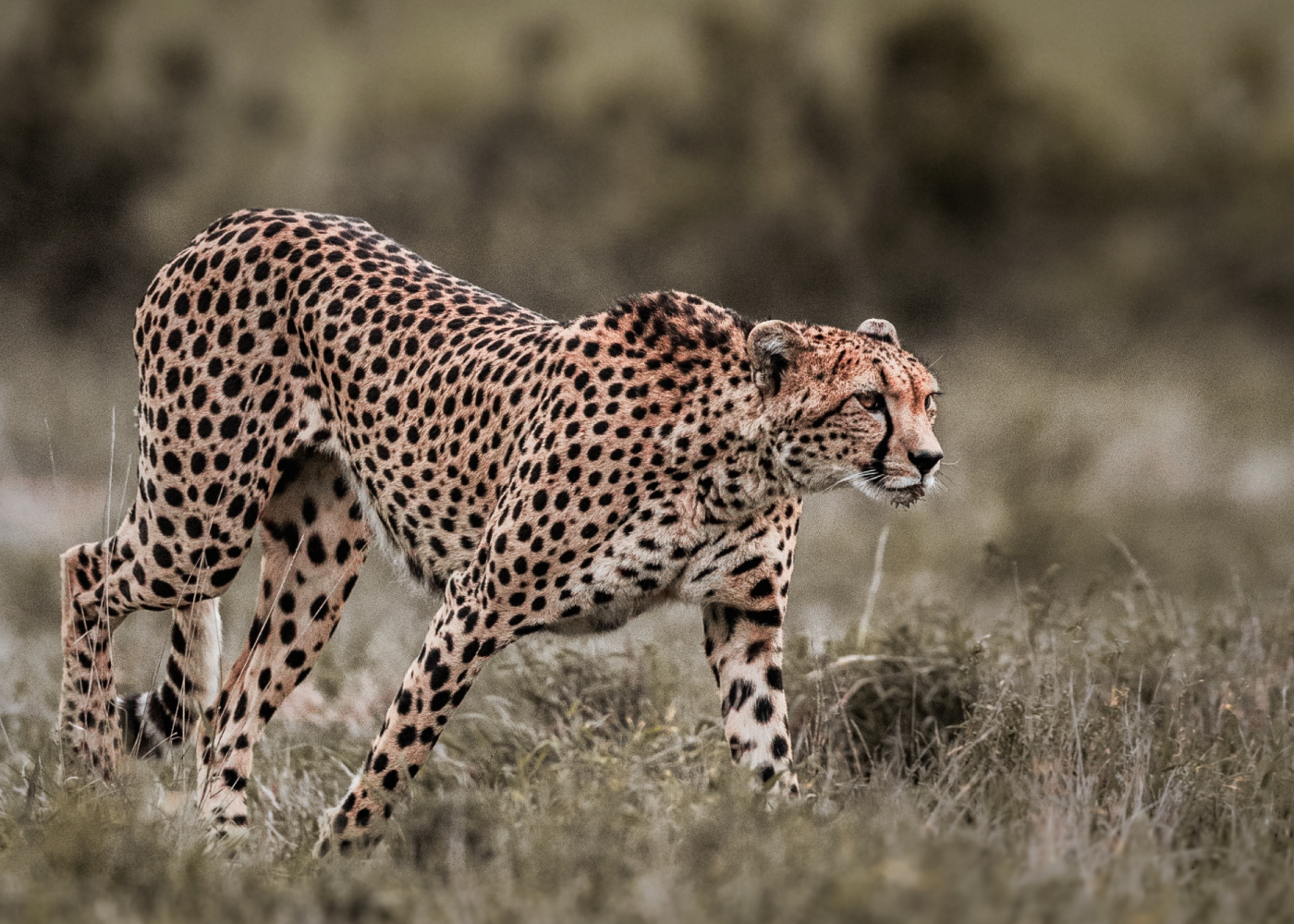 Leopard hunting