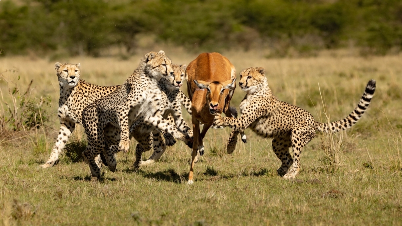 Leopards hunting Africa