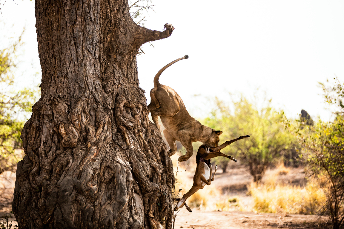 Africa hunt lion hunting