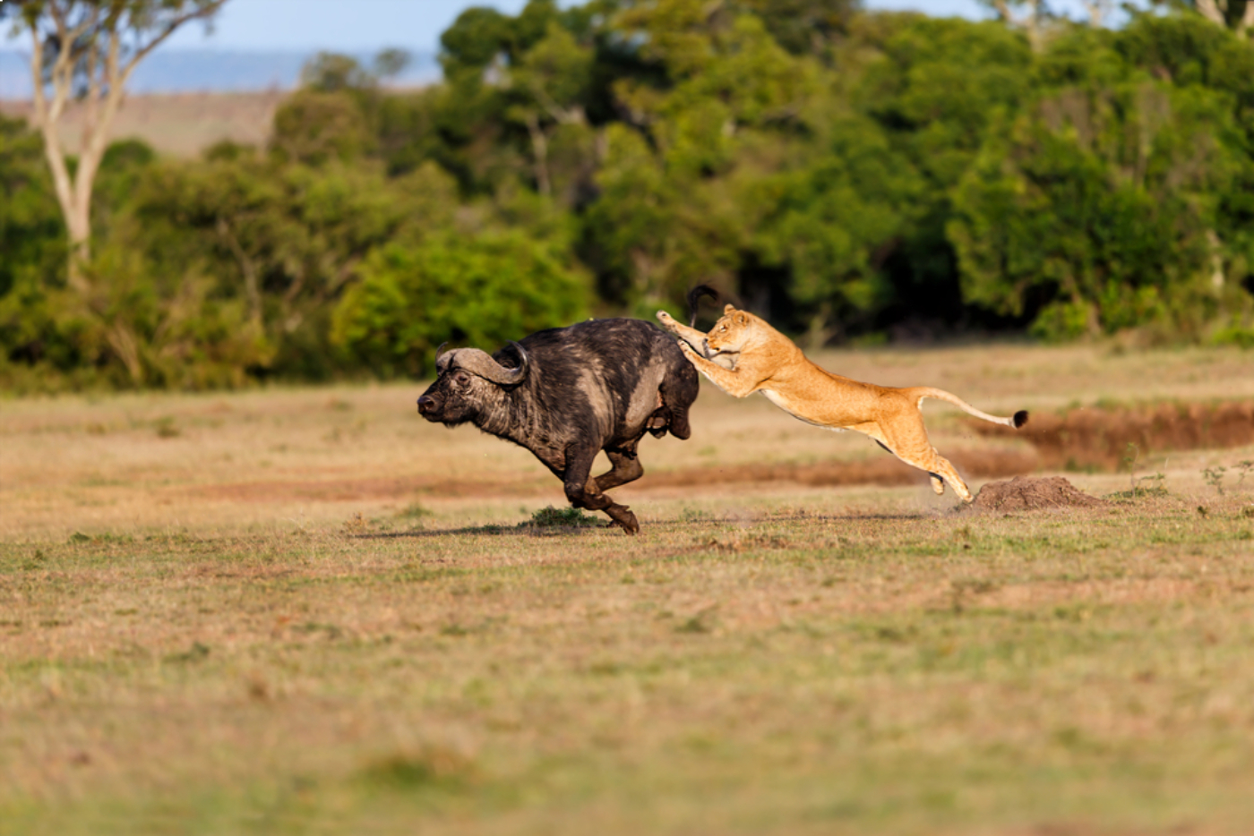 Lion Hunting Africa