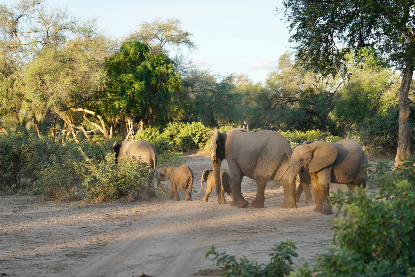 Lower Zambezi Elephants