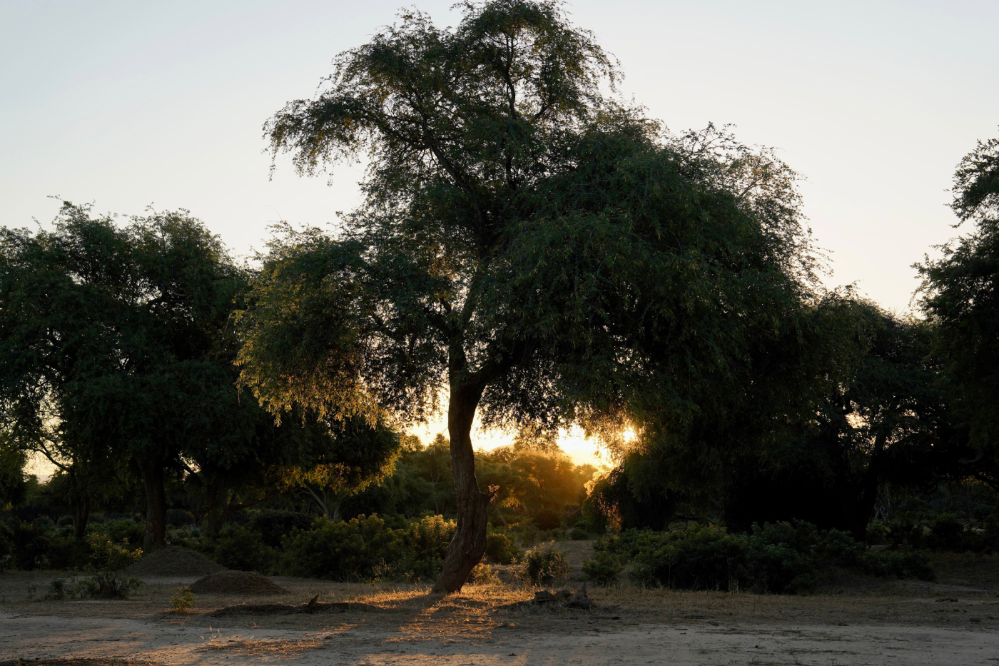 Lower Zambezi Sunset