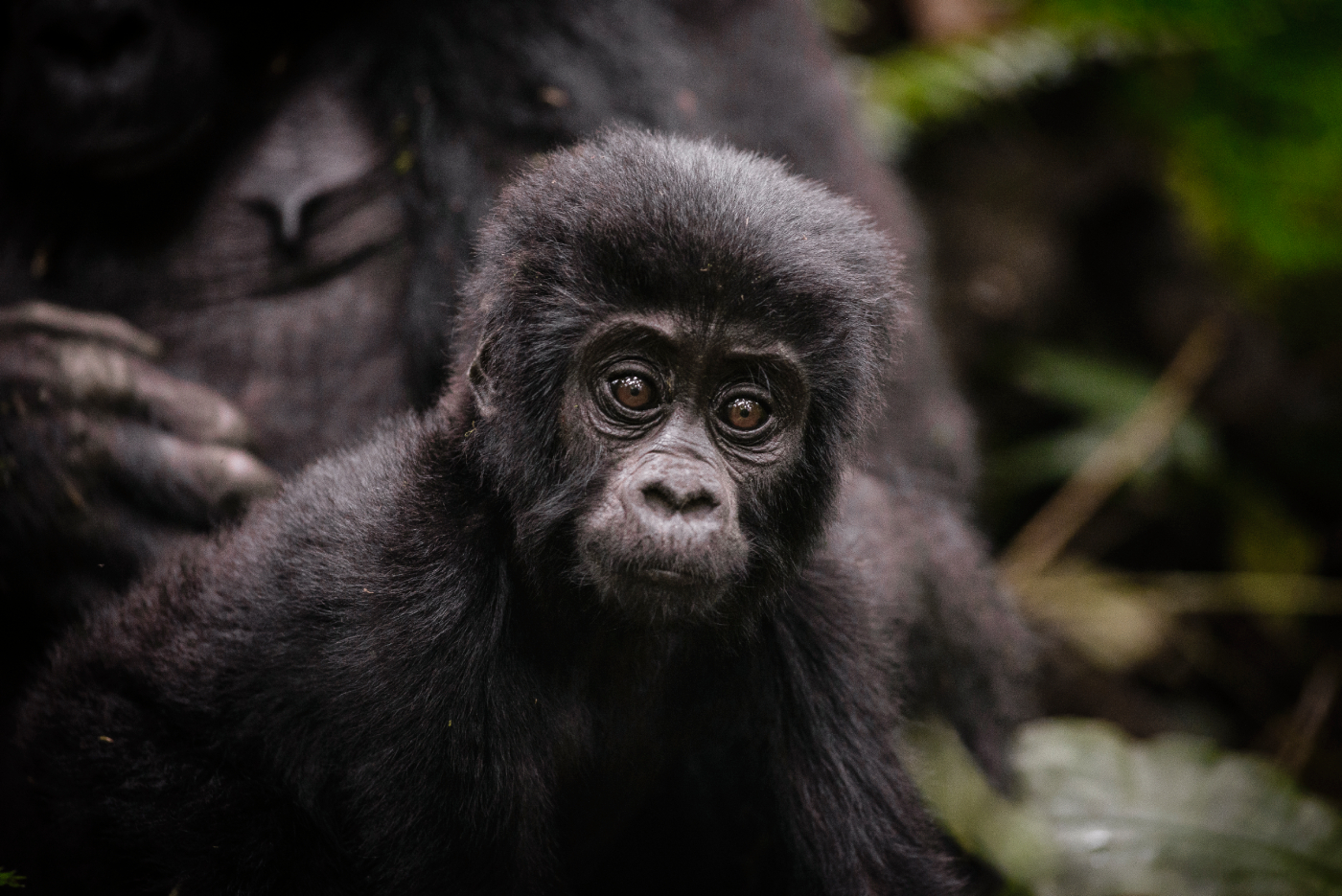 Sanctuary Gorilla
