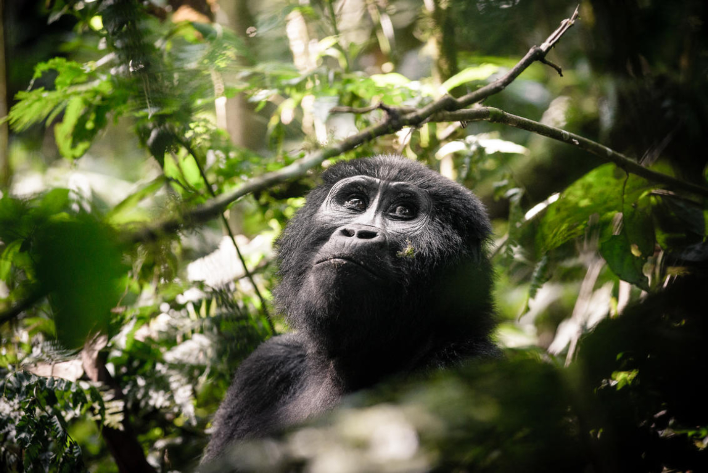 Gorilla Sanctuary Uganda