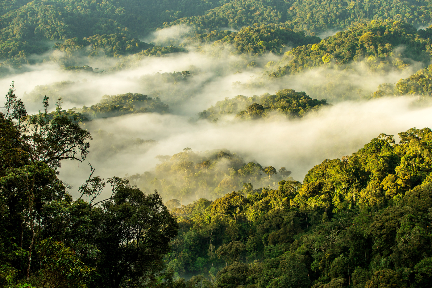 Nyungwe Forest