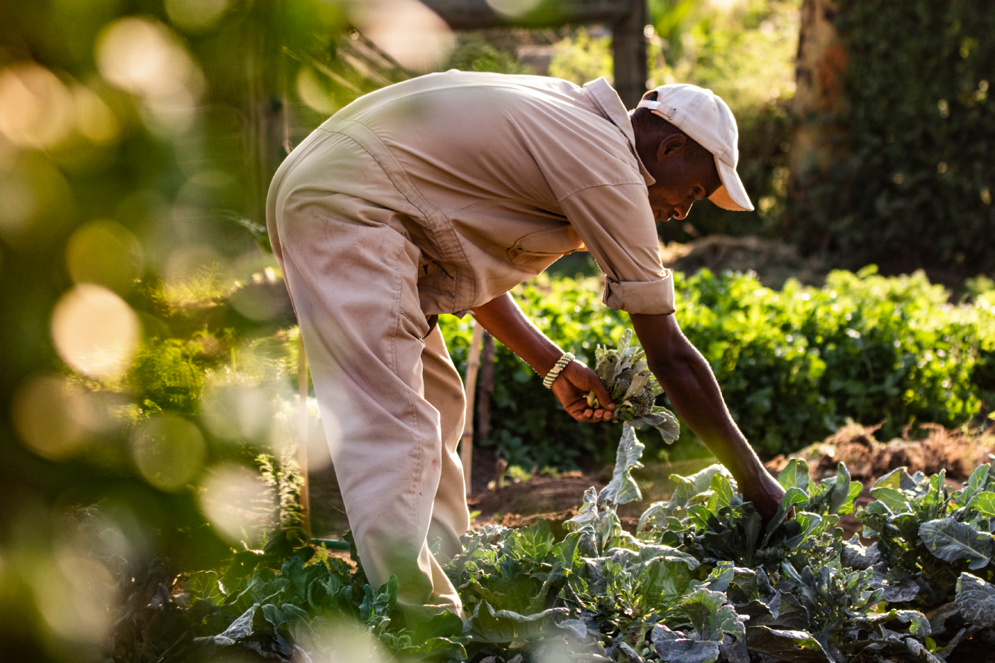 Farm to Table Segera