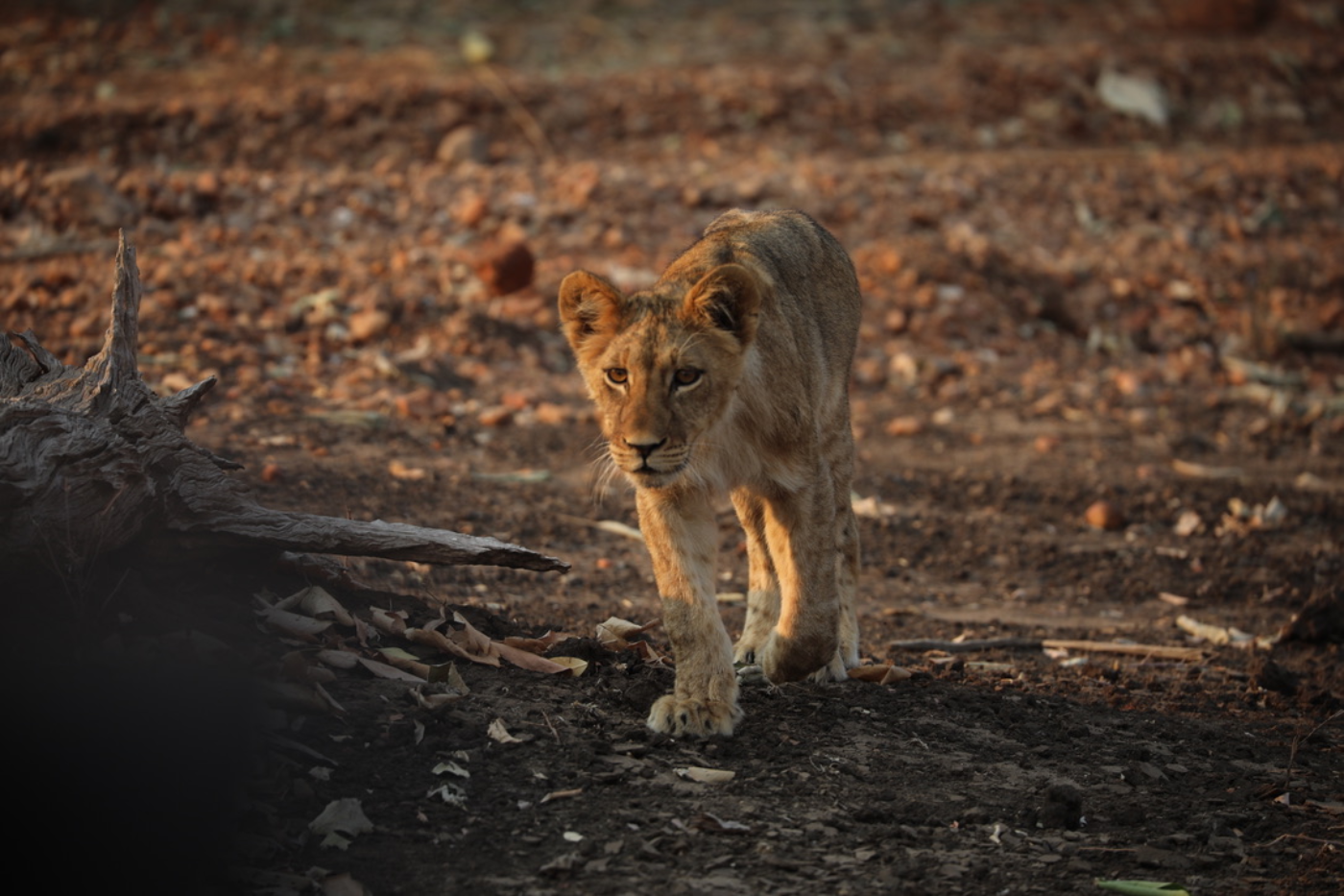 Lionness Sapi Reserve