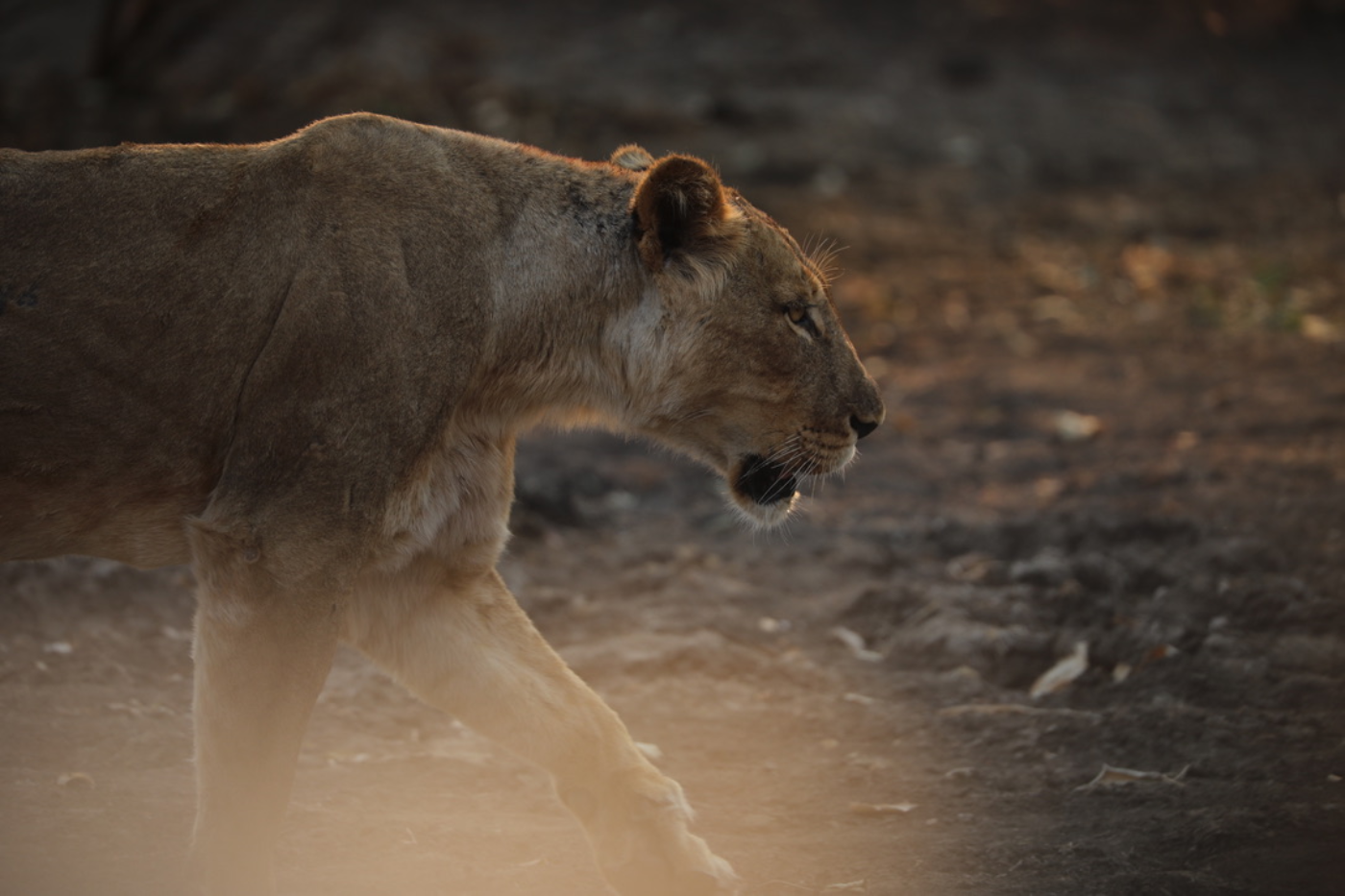 Lion Sapi Reserve AMADI