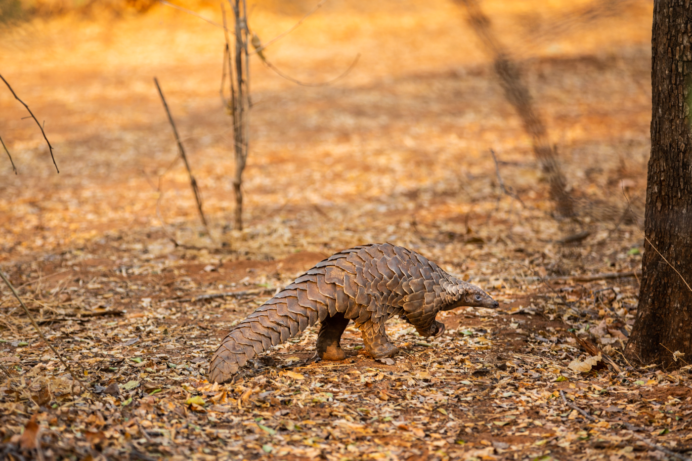 Pangolin Zimbabwe Tembo Plains