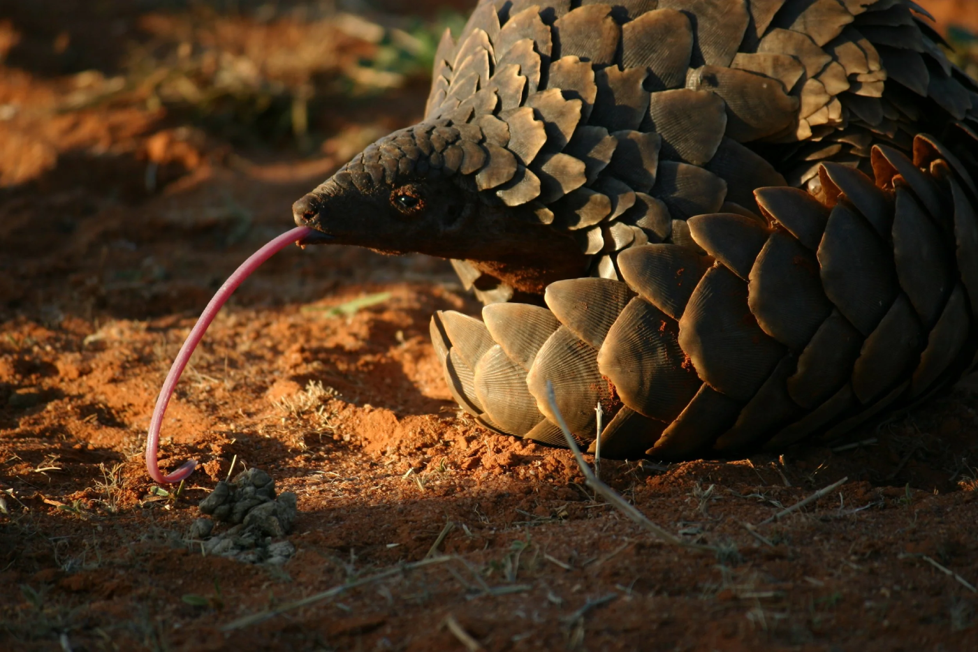 Pangolin Tswalu