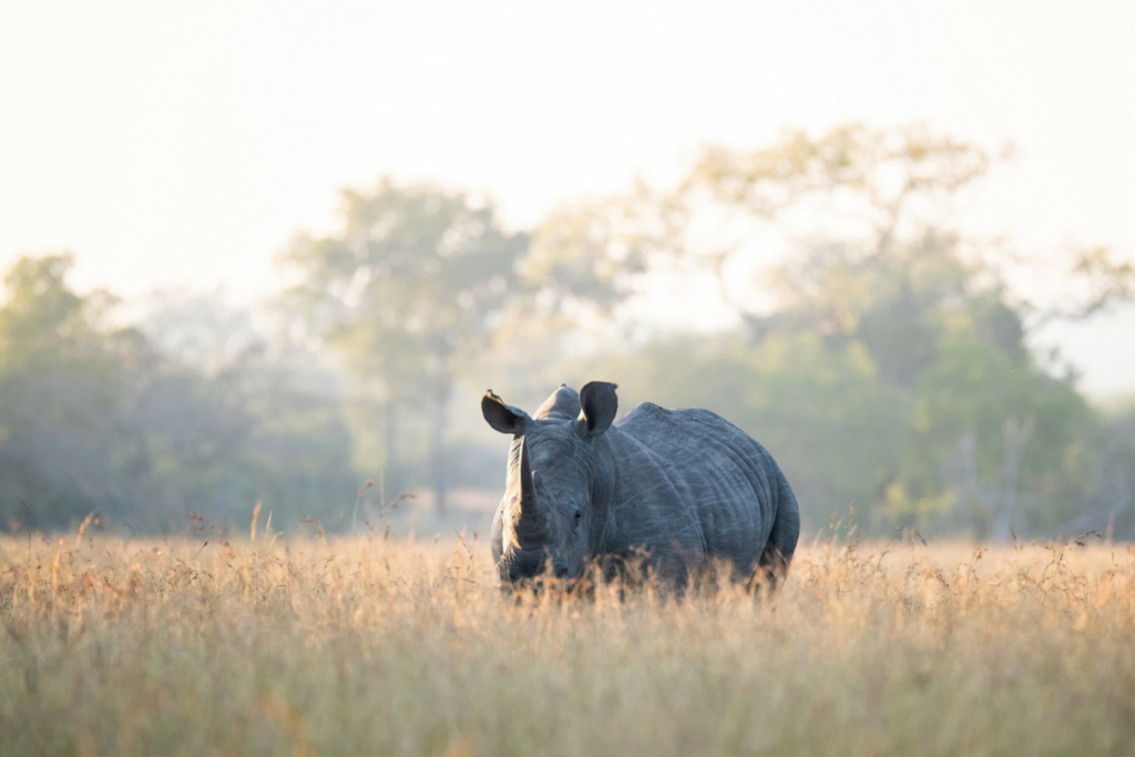 Conservation at AMADI