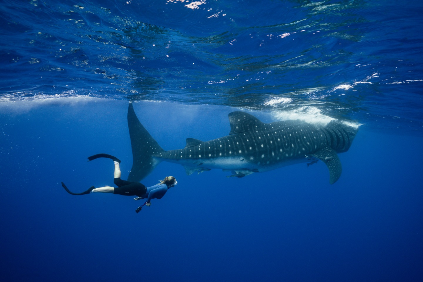 St Helena Diving