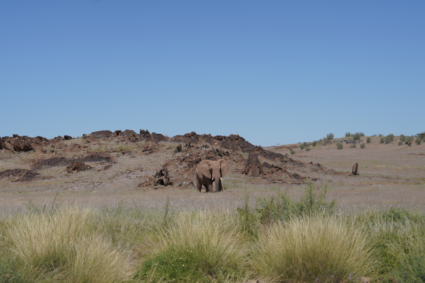 Damaraland AMADI