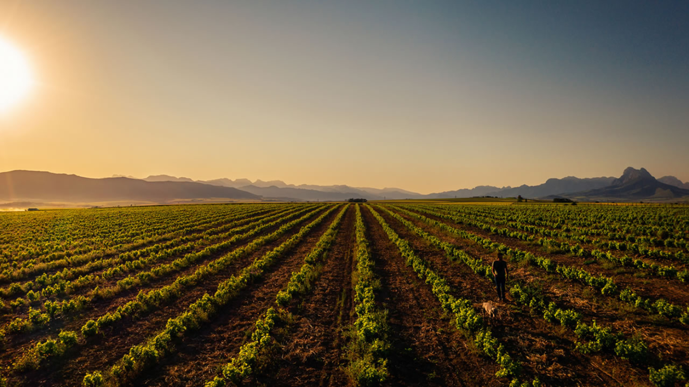 AMADI Vineyards