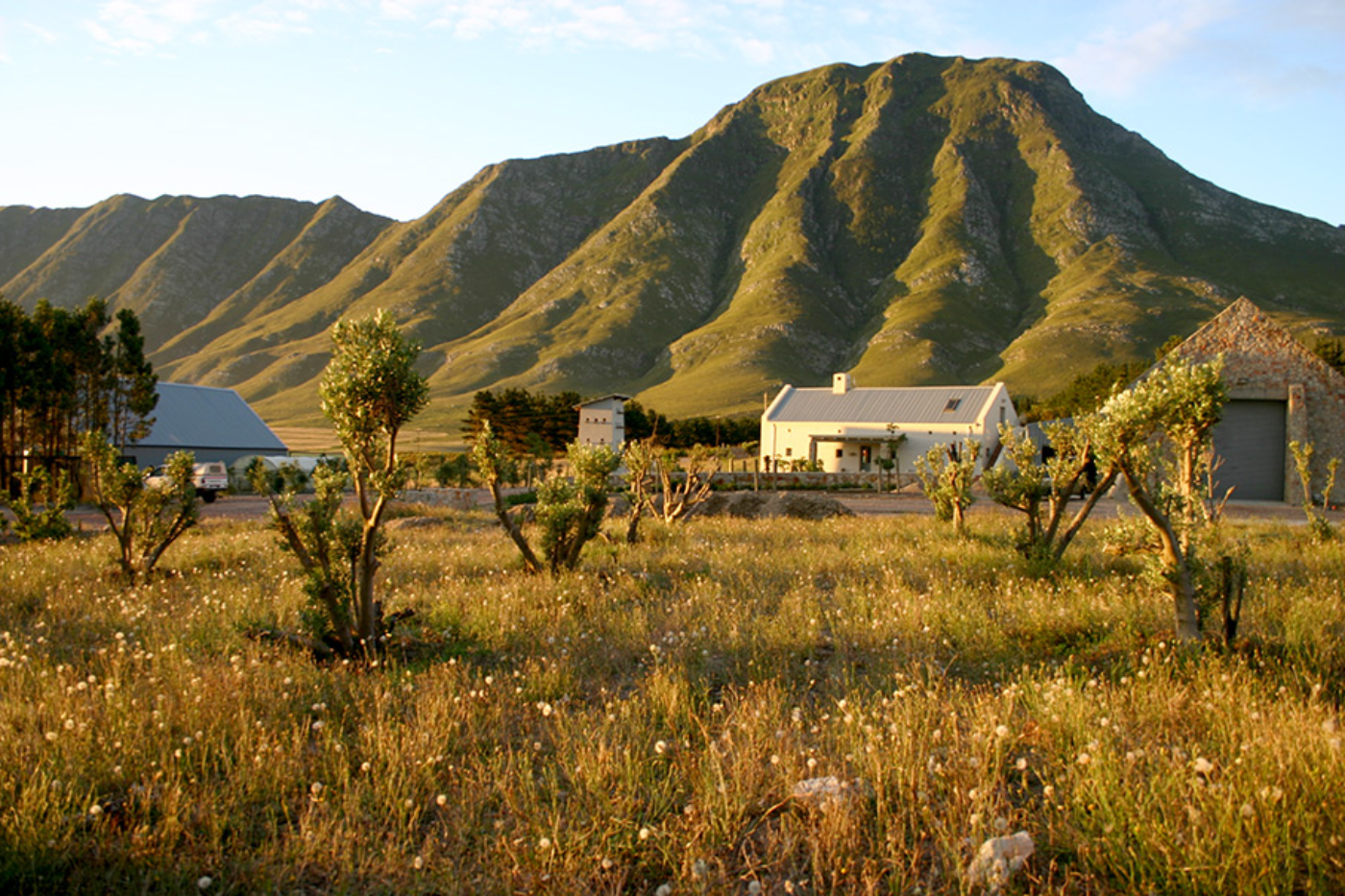 Hemelrand Vineyard