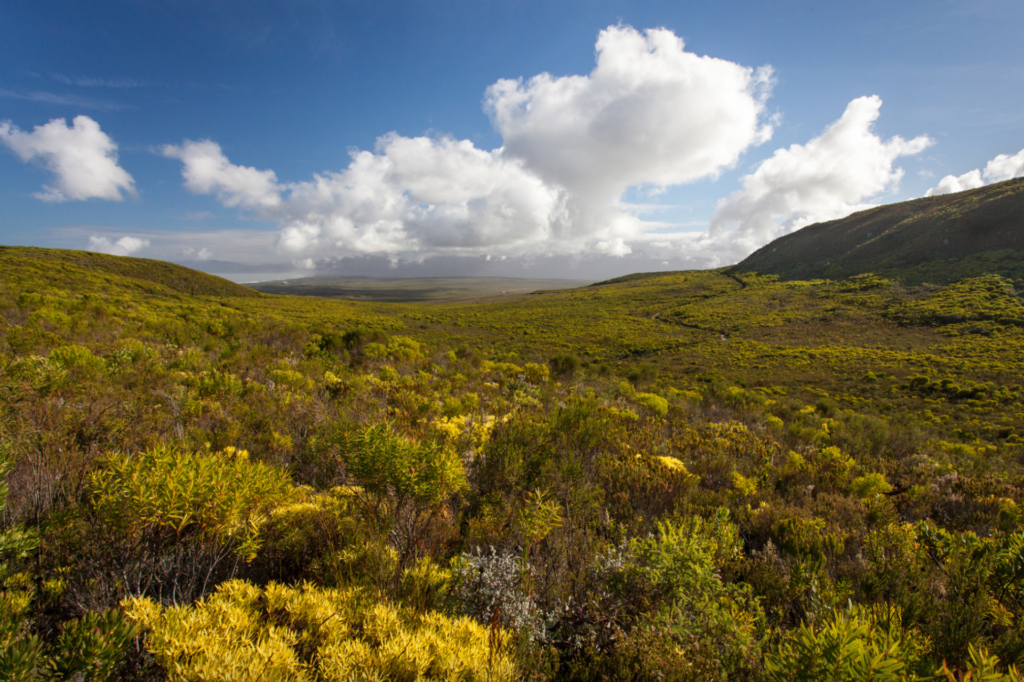 Grootbos Flower Safari