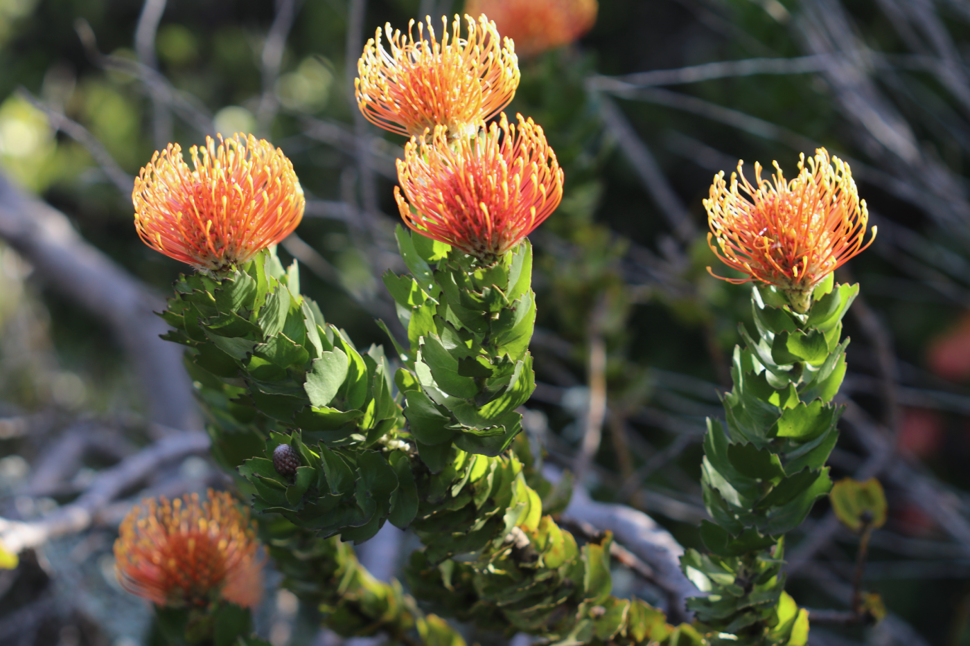Grootbos Floral Splendour