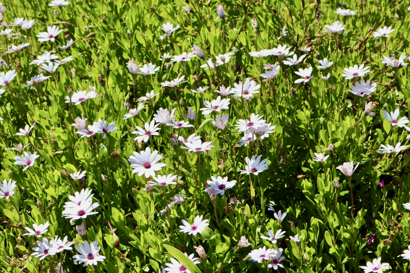Grootbos Floral Splendour
