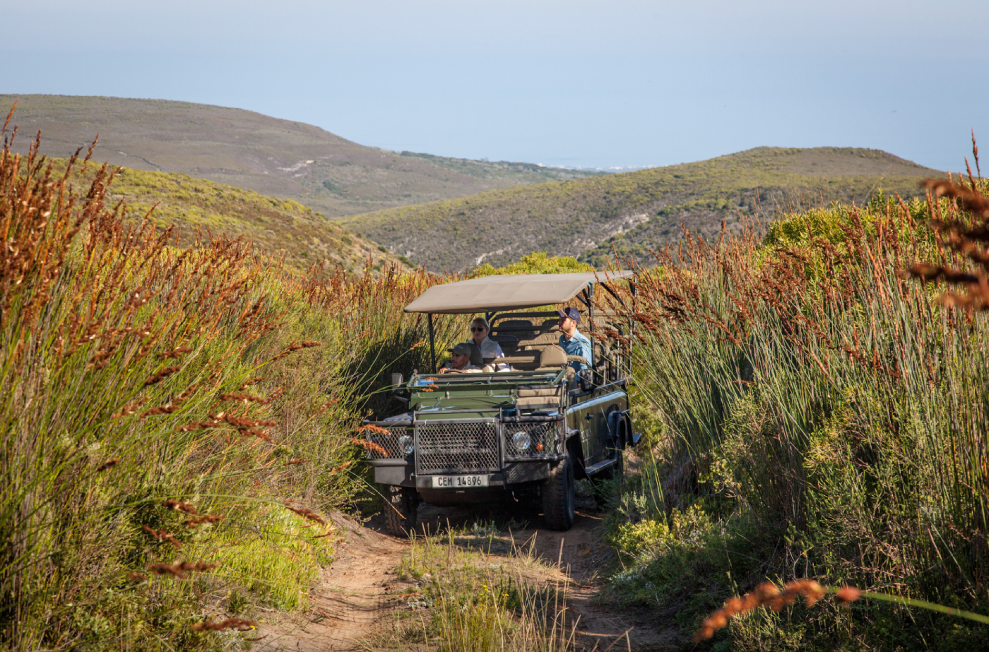 Grootbos Flower Safari